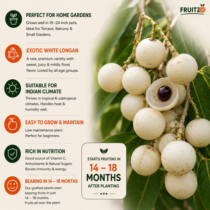 White Longon Grafted Fruit Plant For Home | Terrace Gardening