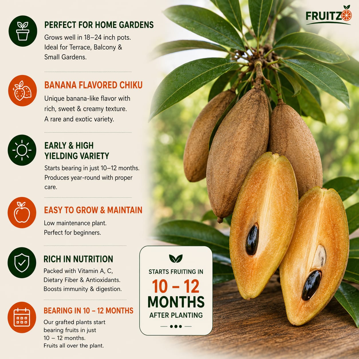 Banana Chikoo Grafted Hybrid Plant Perfect for Home & Terrace Gardening