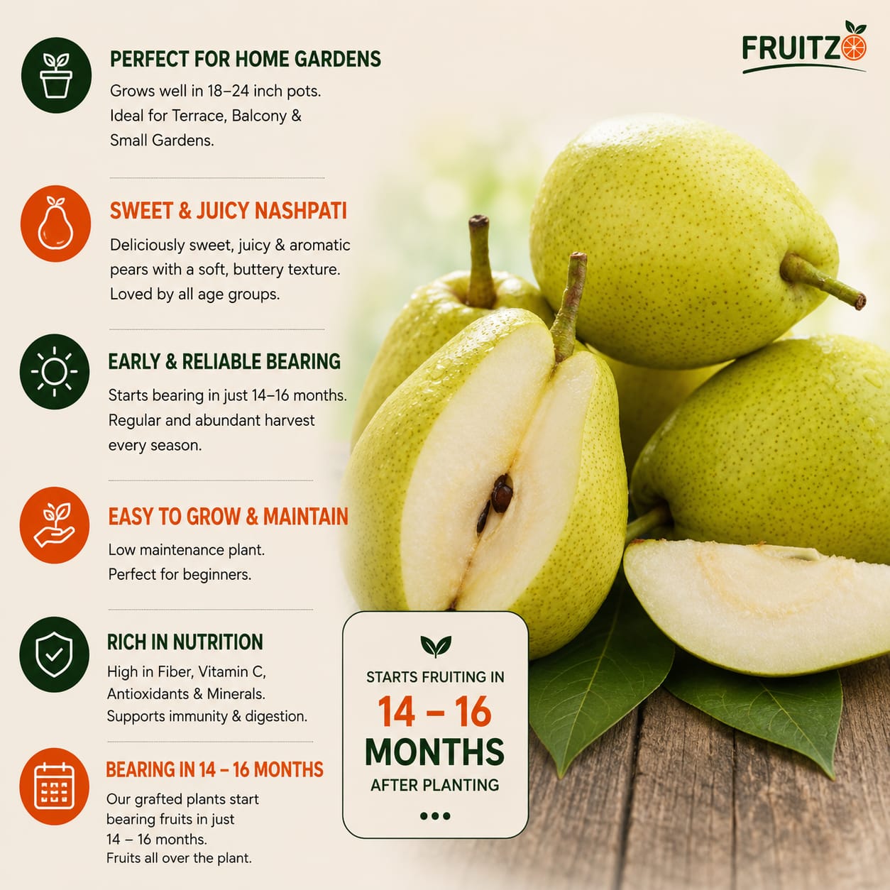 Premium Hybrid Pear (Naspati) Grafted Plant