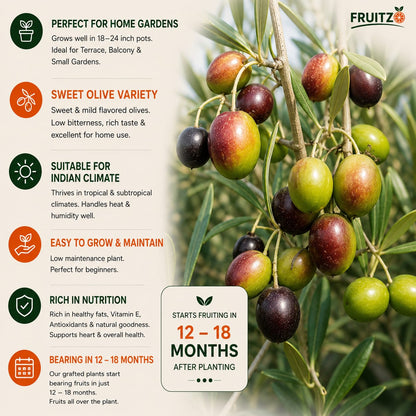Sweet Olive Grafted Plant for Home & Terrace Gardening