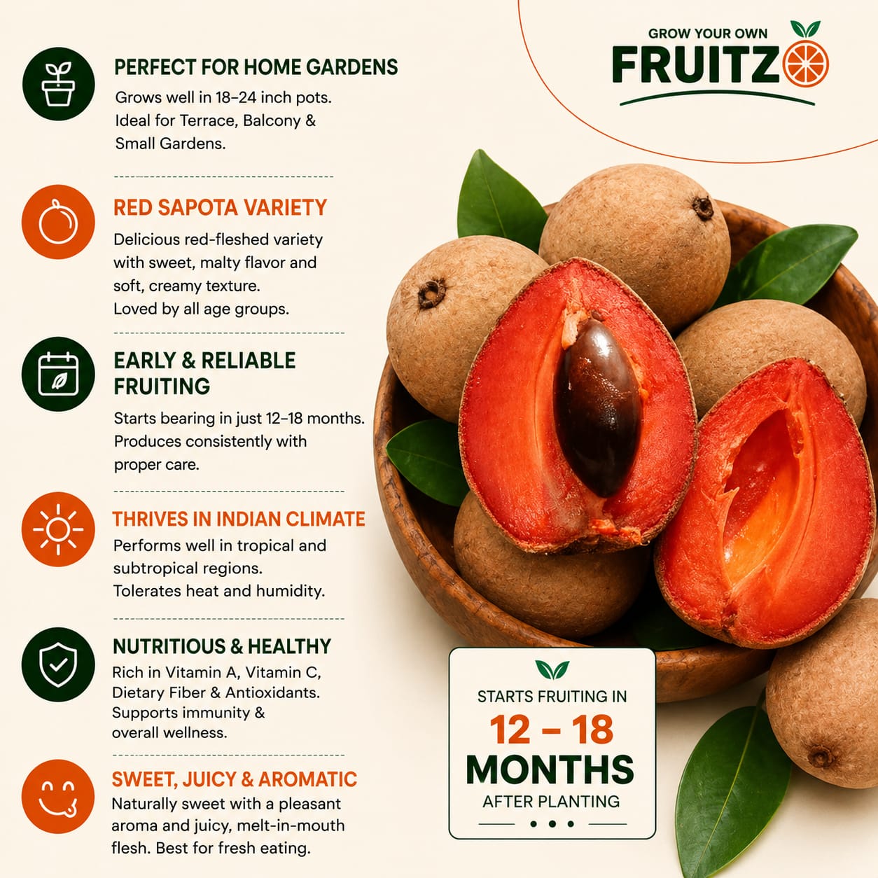 Rare Red Sapote Plant (Grafted) – Great Choice for Home & Terrace Gardening