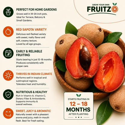 Rare Red Sapote Plant (Grafted) – Great Choice for Home & Terrace Gardening