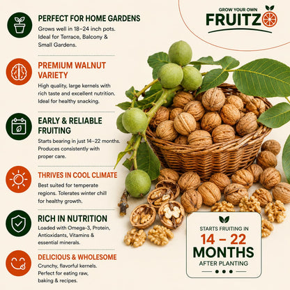 Walnut Grafted plants 1.5-2 Feet  for Home & Terrace Gardening