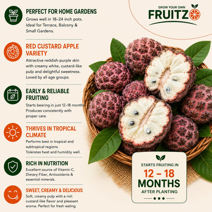 Red Custard Apple Grafted Plant for Home & Terrace Gardening