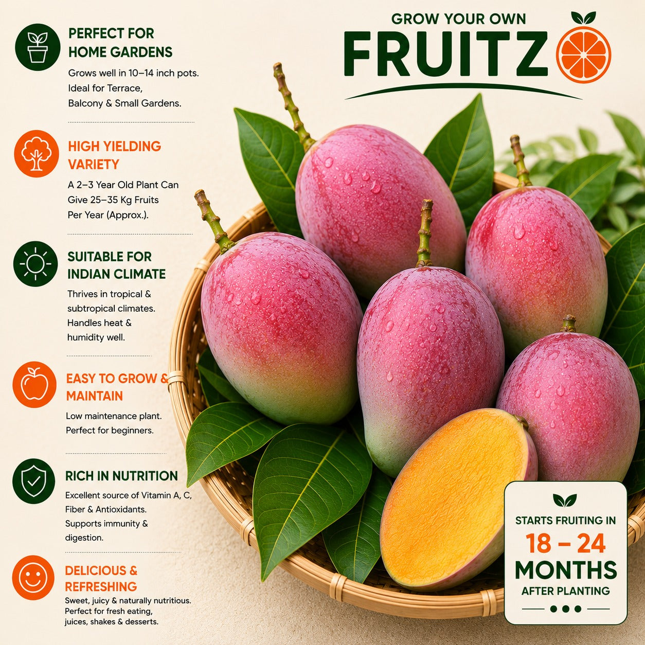 Pusa Arunika Grafted Mango Plant For Home & Terrace Gardening