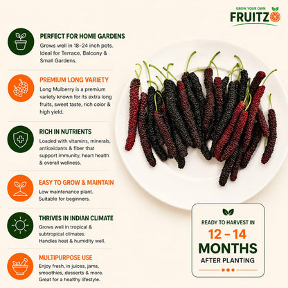 Long Mulberry Grafted Plant  for Home & Terrace Gardening