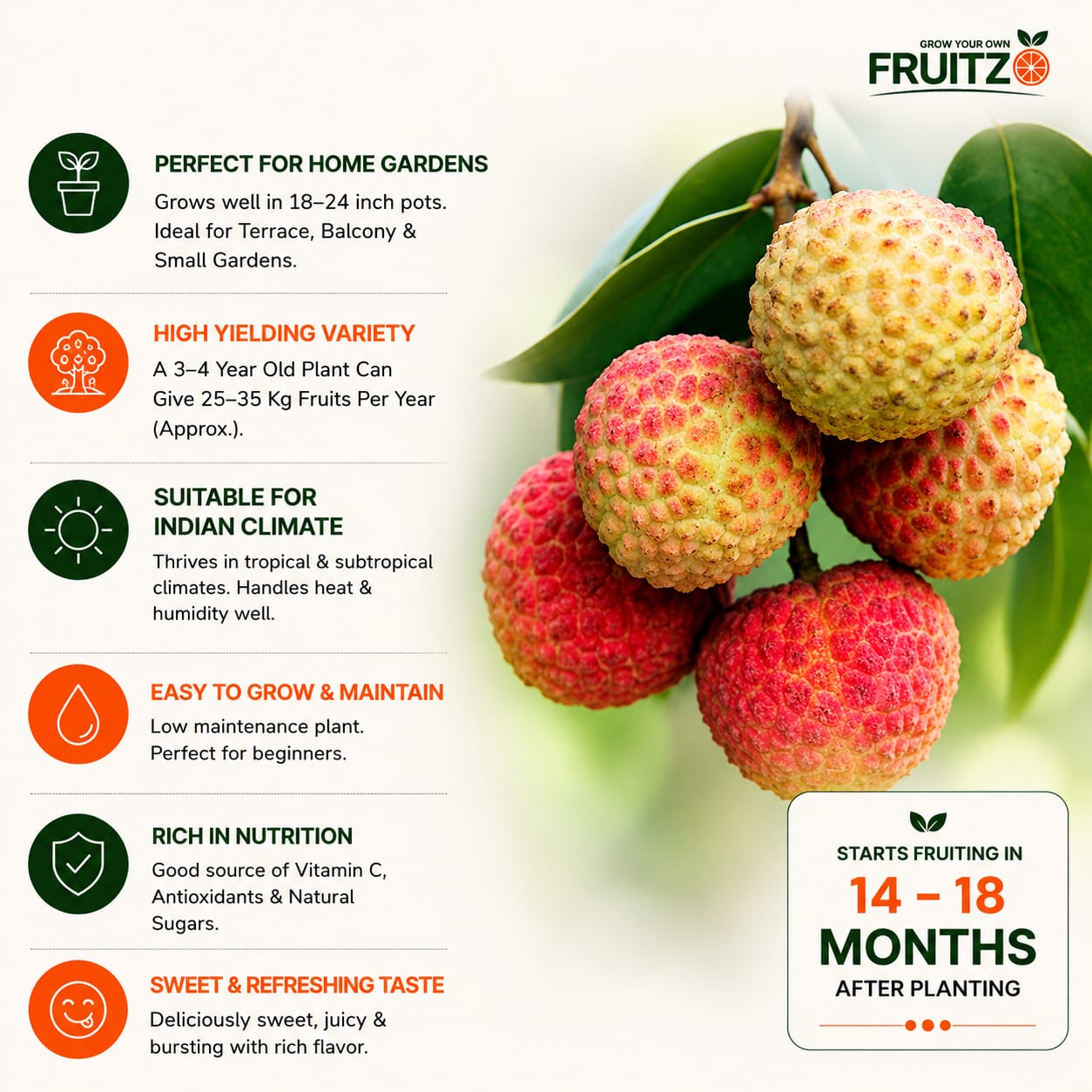 Bombai Litchi Lychee Layering/Grafted Fruit Plant  for Home & Terrace Gardening