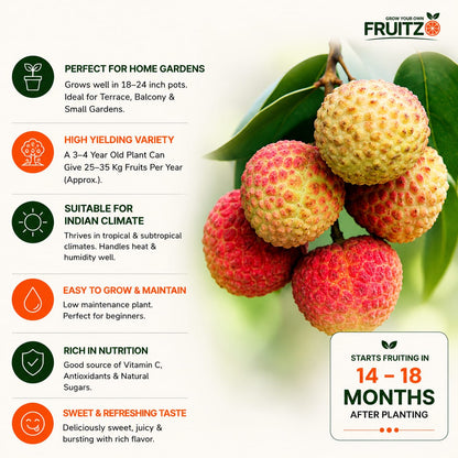 Bombai Litchi Lychee Layering/Grafted Fruit Plant  for Home & Terrace Gardening