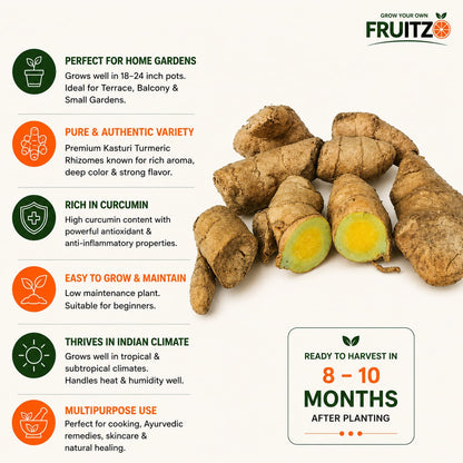 Kasturi Haldi for Home & Terrace Gardening (Curcuma aromatica)