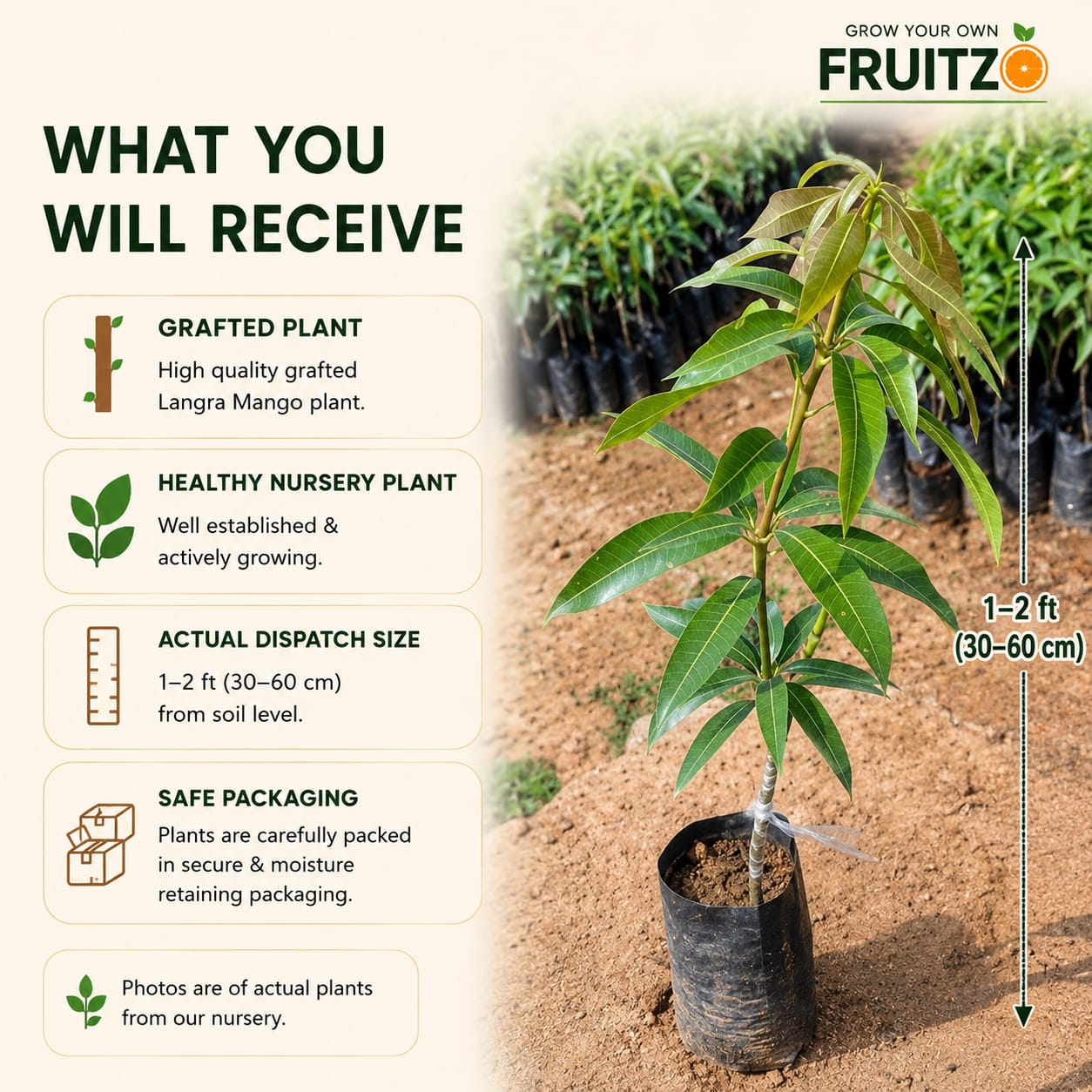 Langra Mango grafted Plant 1.5 - 2 Feet