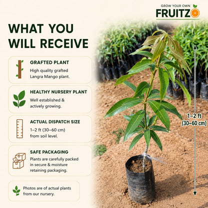 Langra Mango grafted Plant 1.5 - 2 Feet