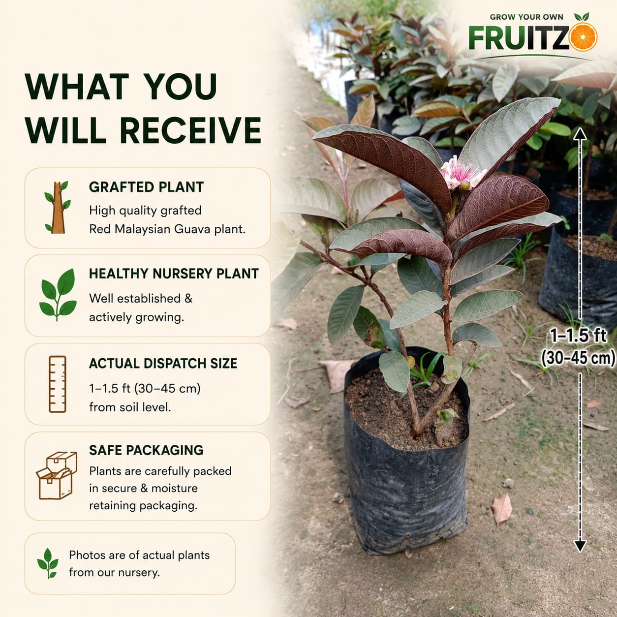 Red Malaysian Guava Fruit Plant (Grafted) For Home & Terrace Gardening