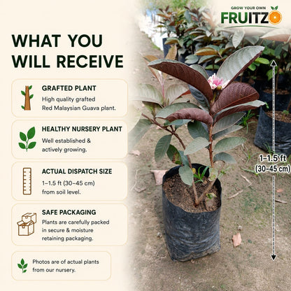 Red Malaysian Guava Fruit Plant (Grafted) For Home & Terrace Gardening