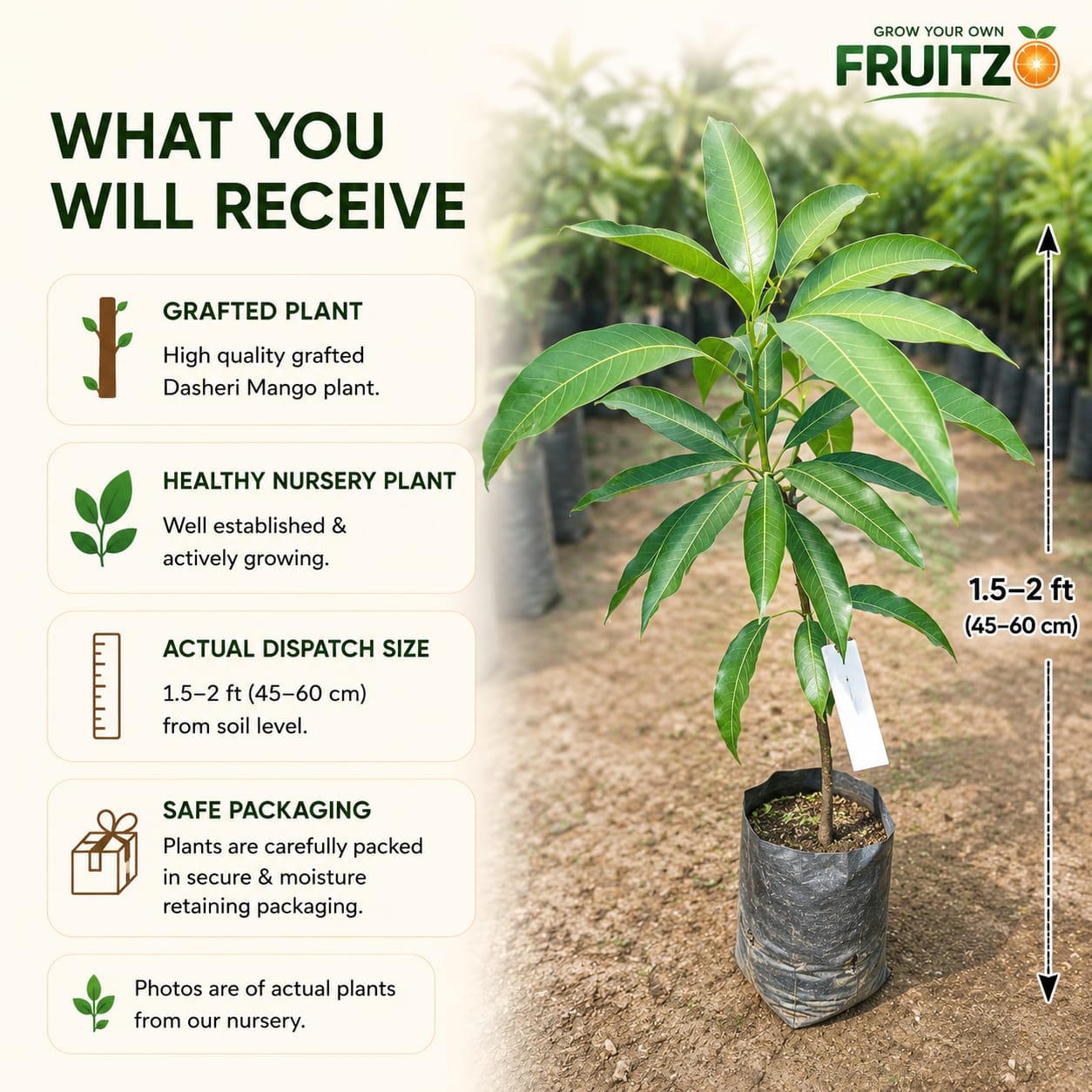 Dasheri Grafted Mango Plant 1.5 - 2 Feet