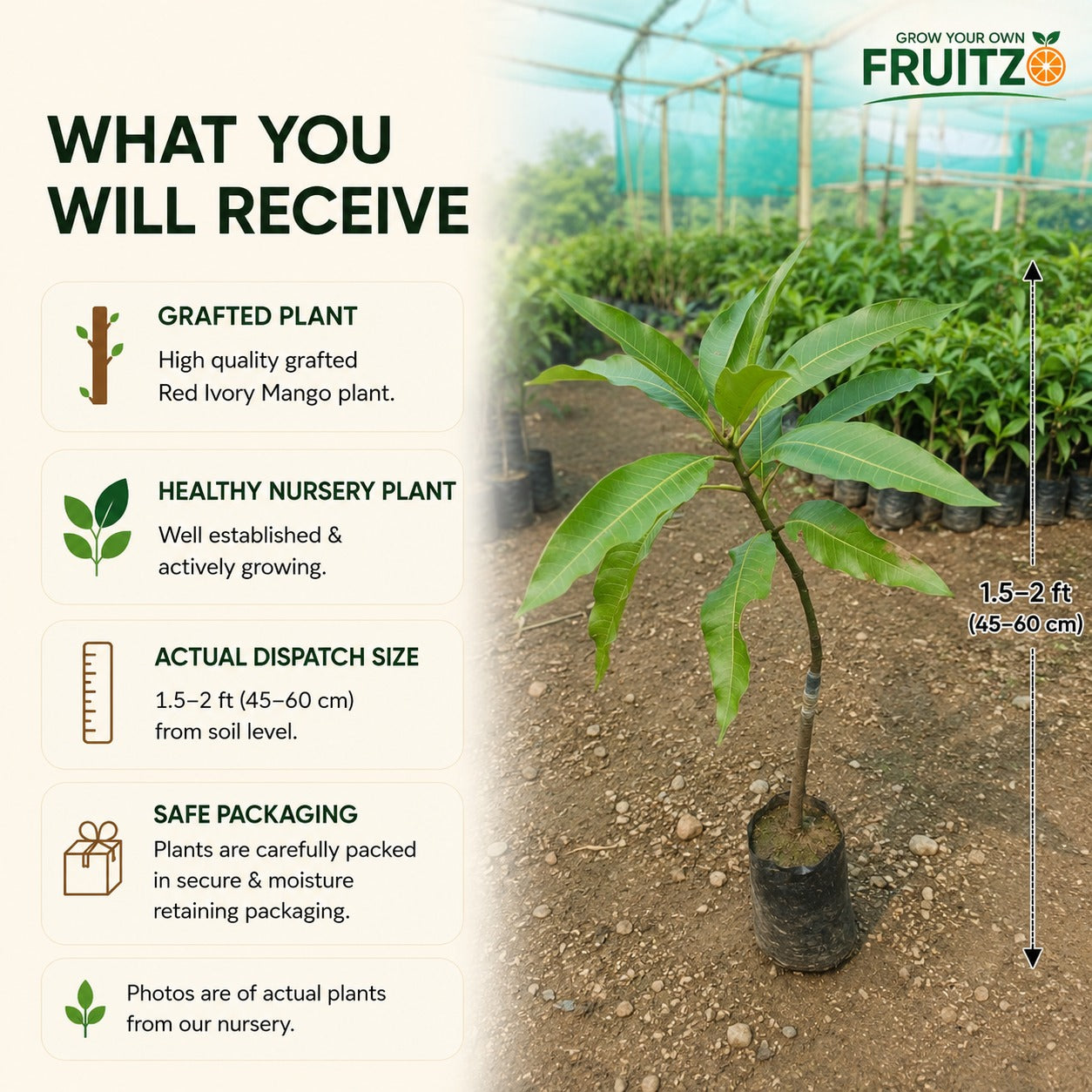 Red ivory mango Grafted Plant  For Home & Terrace Gardening