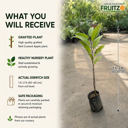 Red Custard Apple Grafted Plant for Home & Terrace Gardening