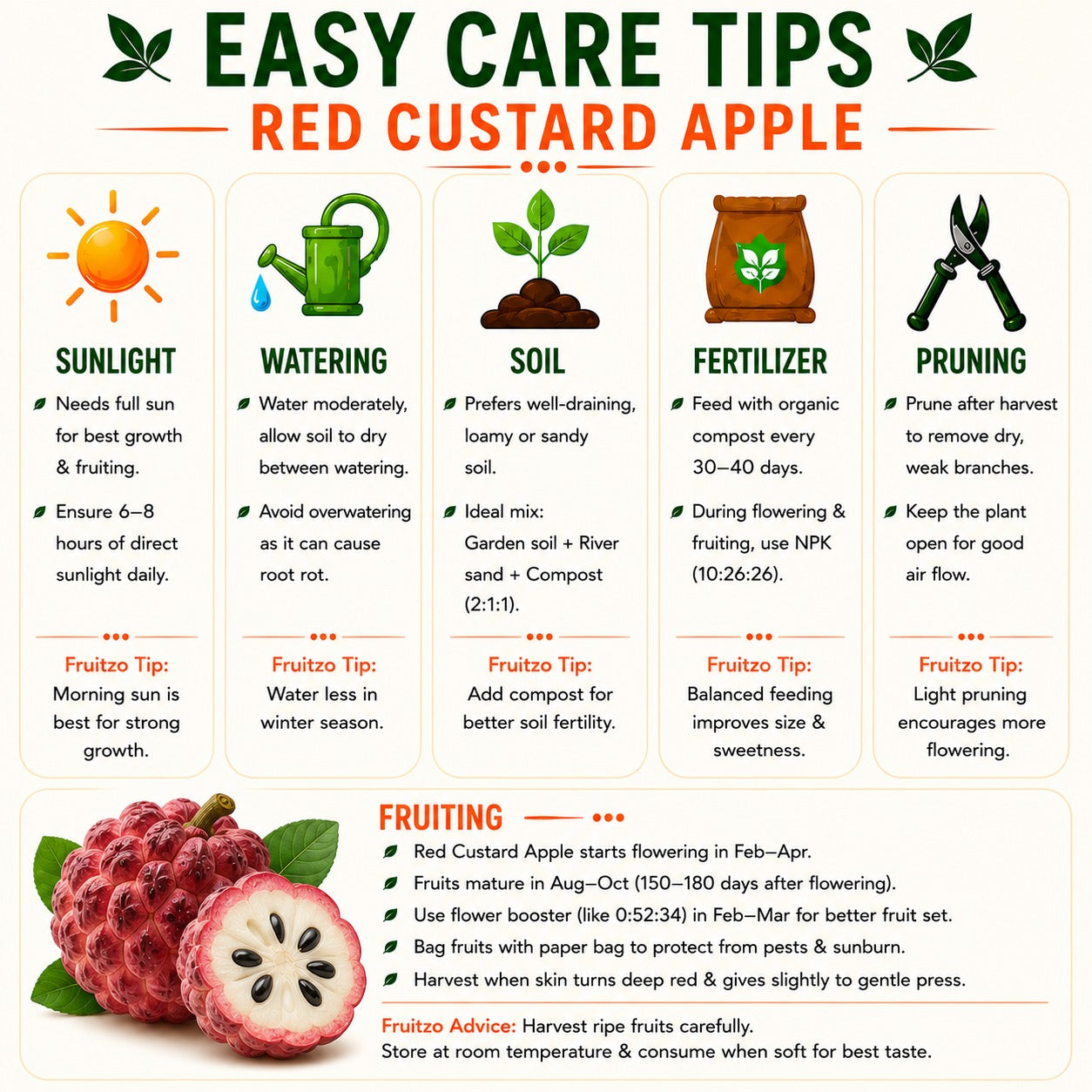 Red Custard Apple Grafted Plant for Home & Terrace Gardening