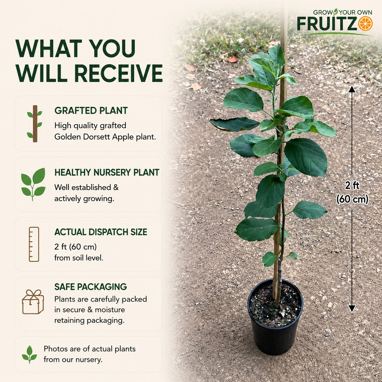 Yellow Golden Dorset Apple Plant for Home & Terrace Gardening