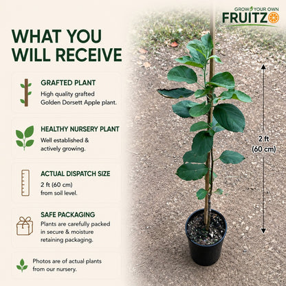 Yellow Golden Dorset Apple Plant for Home & Terrace Gardening