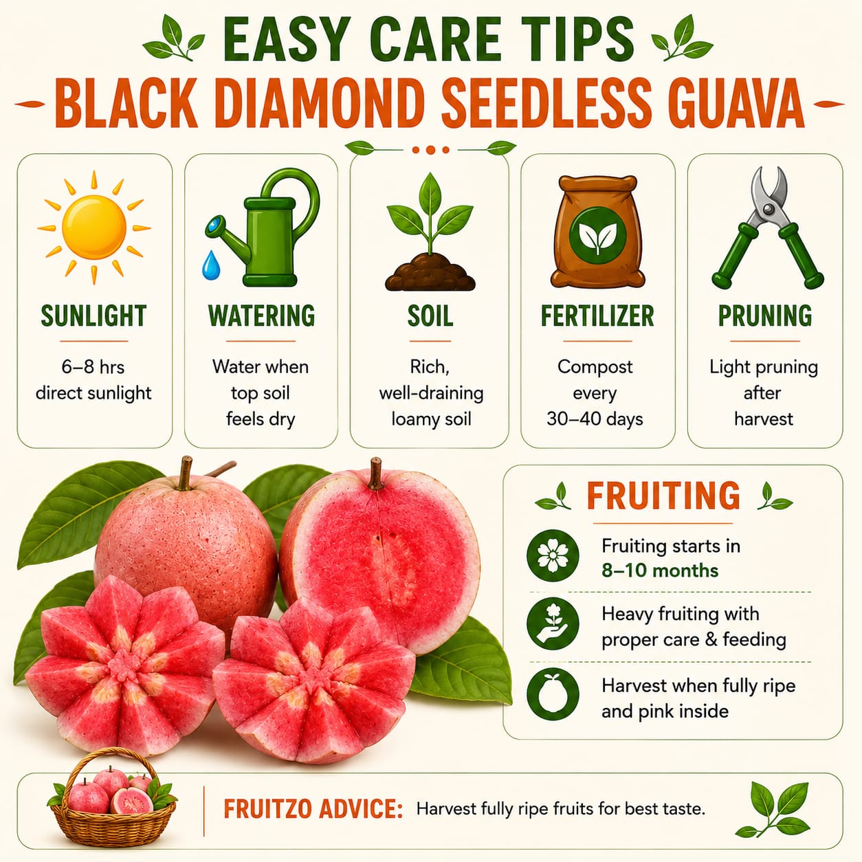 Black Diamond Seedless Grafted Guava Plant  For Home & Terrace Gardening