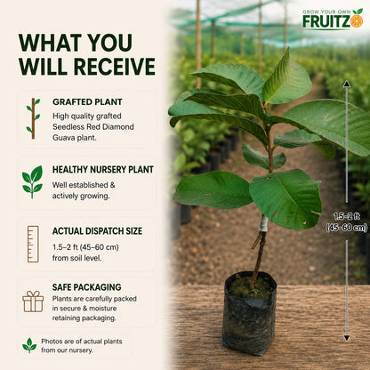 Seedless Red Diamond Guava Grafted Fruit Plant