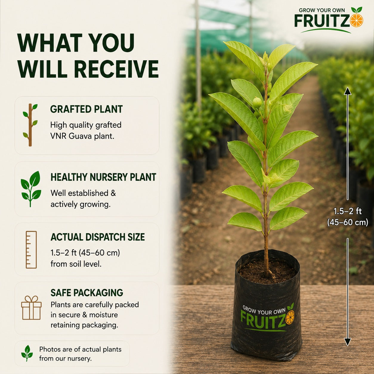 VNR Guava Grafted Plant for Home & Terrace Gardening