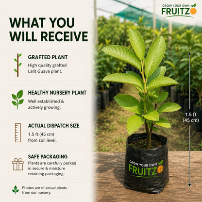 Lalit Guava (L49) Grafted Plant 1 - 2 Feet For Home & Terrace Gardening