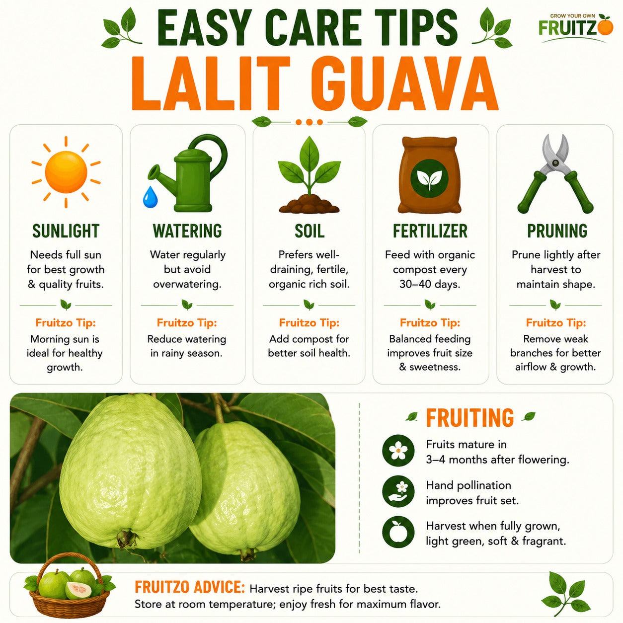 Lalit Guava (L49) Grafted Plant 1 - 2 Feet For Home & Terrace Gardening