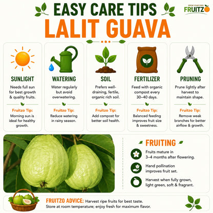 Lalit Guava (L49) Grafted Plant 1 - 2 Feet For Home & Terrace Gardening