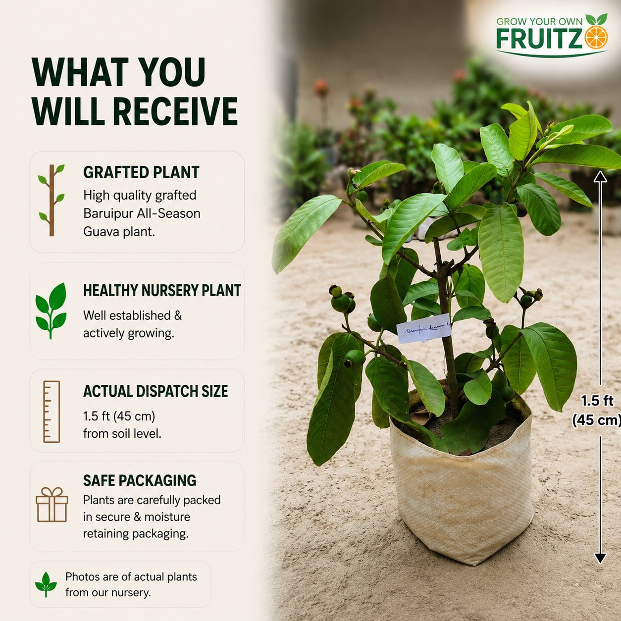 Baruipur All-Season Guava Tree for Home Gardens (Grafted)