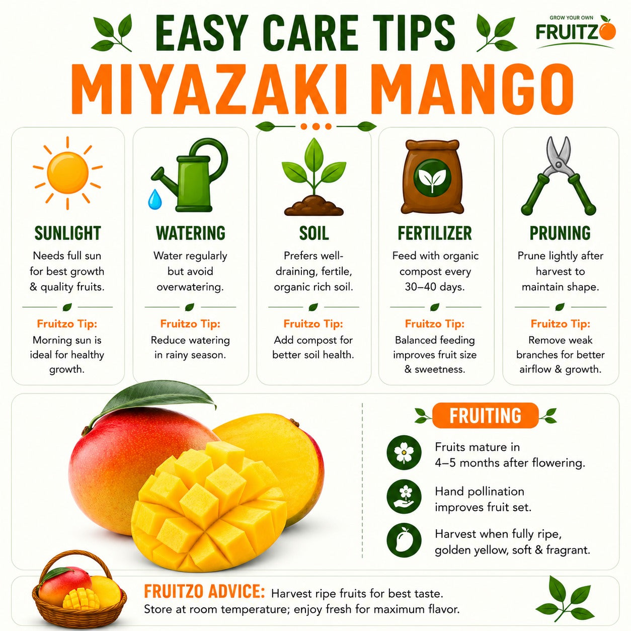 Japanese Miyazaki Mango for Home & Terrace Gardening
