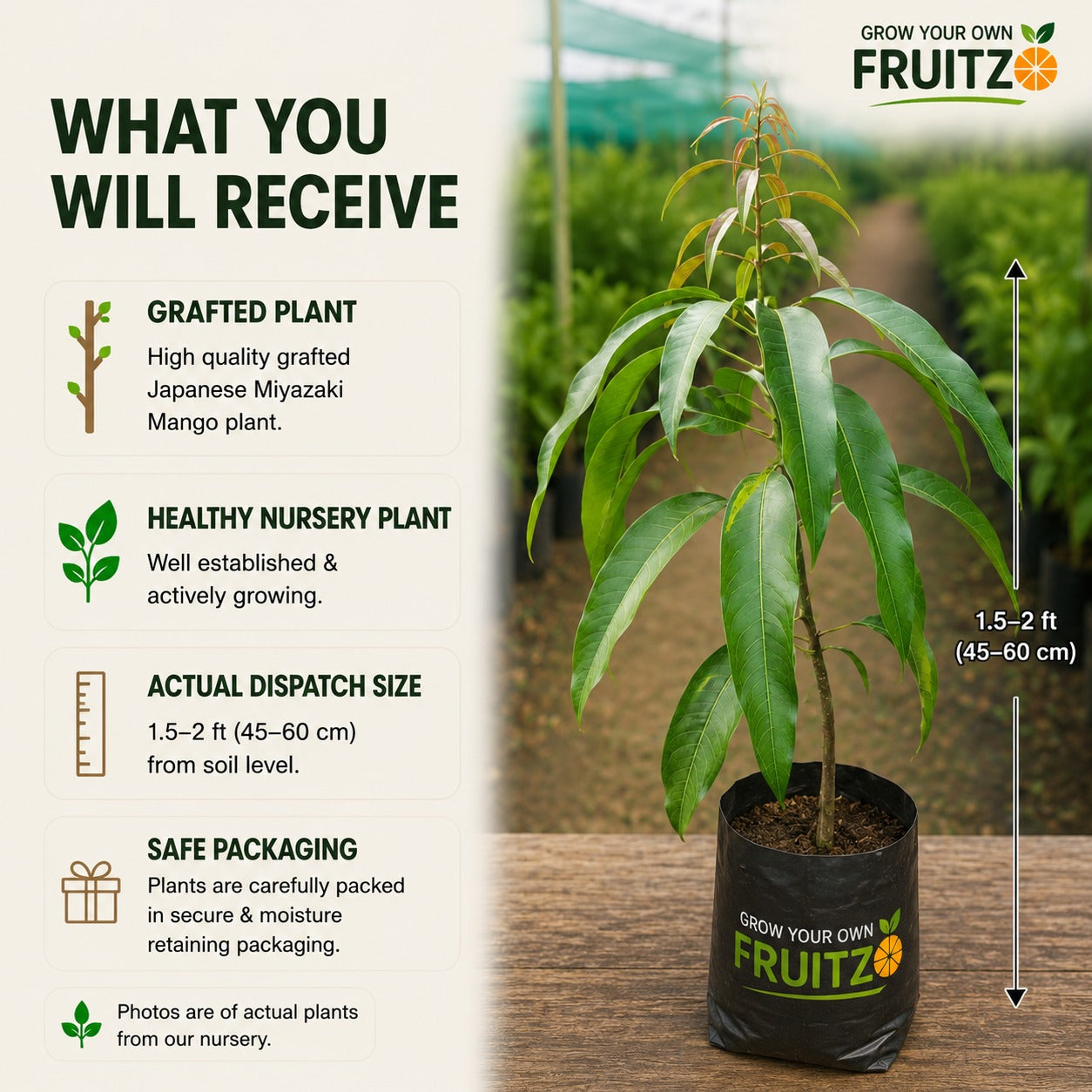 Japanese Miyazaki Mango for Home & Terrace Gardening
