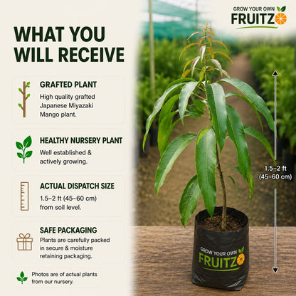 Japanese Miyazaki Mango for Home & Terrace Gardening