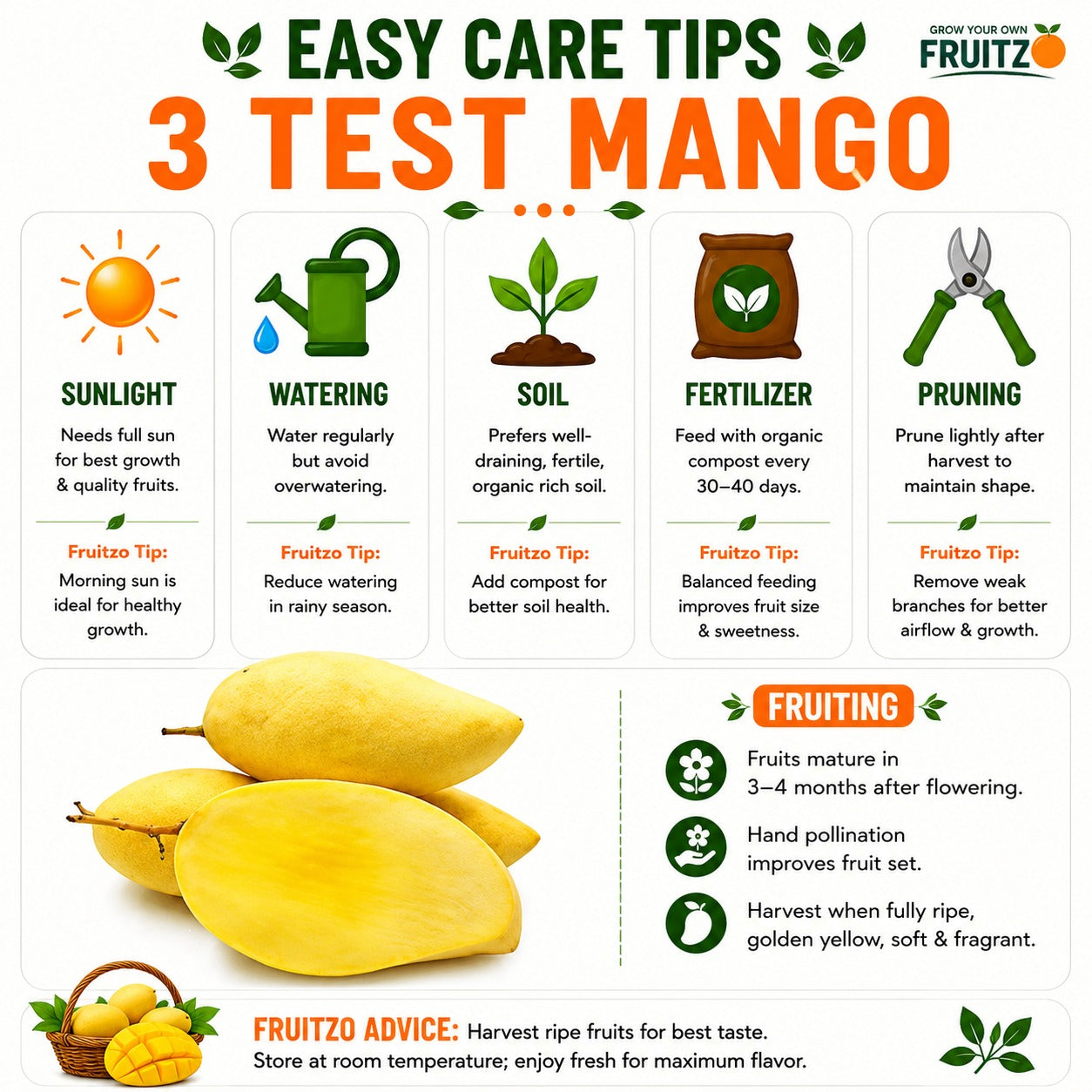3 Test Mango Grafted Plant for Home & Terrace Gardening