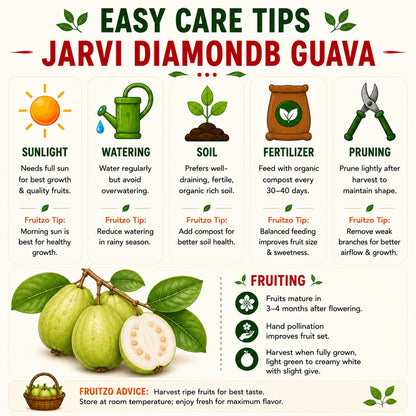 Grafted Jarvi Diamond  Guava Fruit Plant (Seedless) For Home & Terrace Gardening