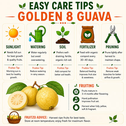 Golden 8 guava Grafted Plant For Home & Terrace Gardening