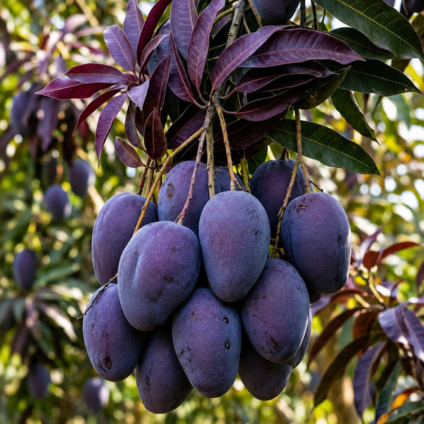 Black Kasturi Mango Grafted Plant For Home & Terrace Gardening