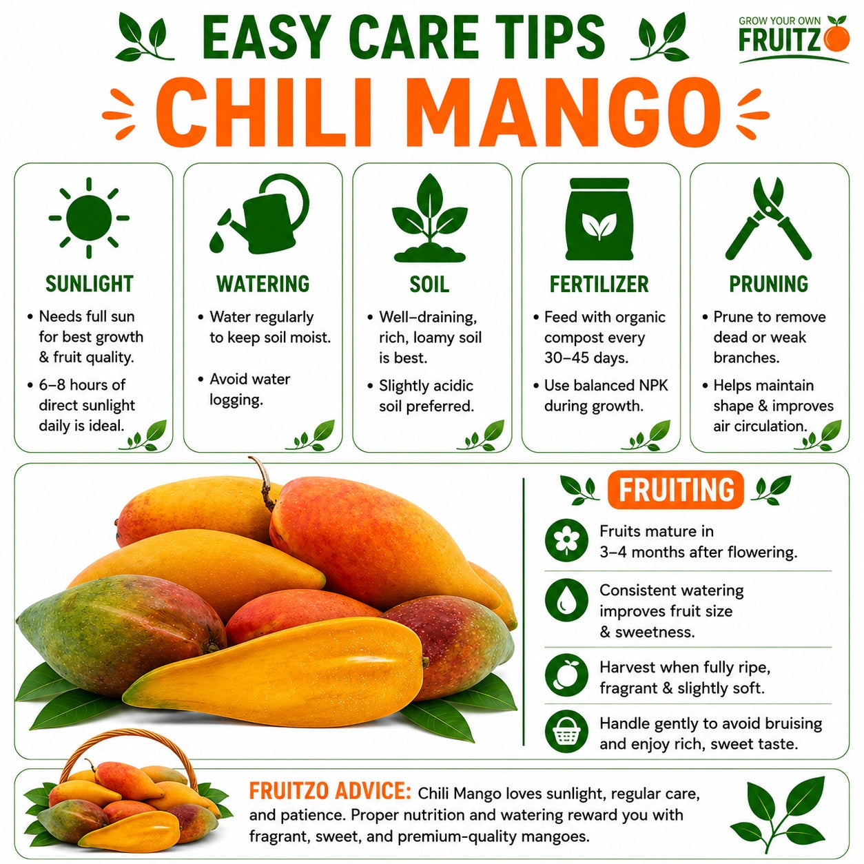 Chili Mango Grafted Fruit plant For Home & Terrace Gardening