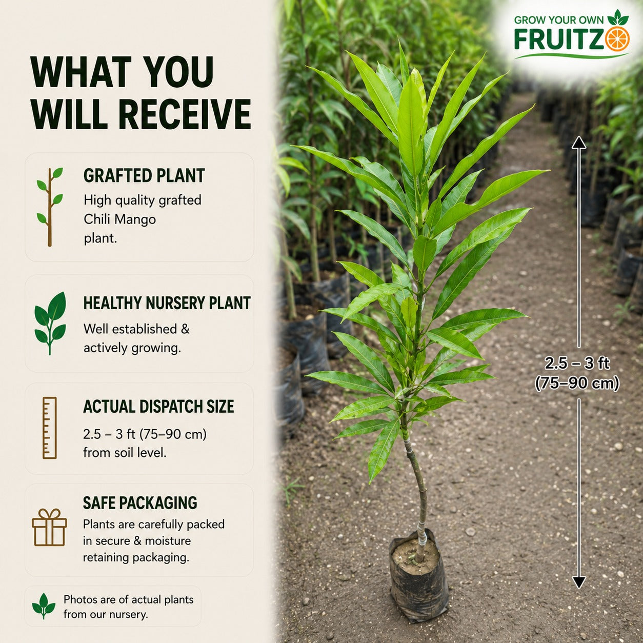 Chili Mango Grafted Fruit plant For Home & Terrace Gardening