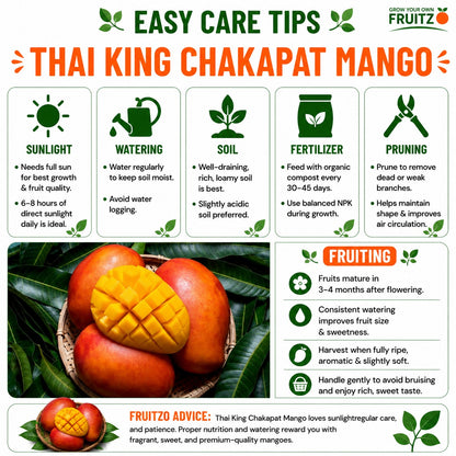 Thai King Chakapat Grafted  mango plant For Home & Terrace Gardening