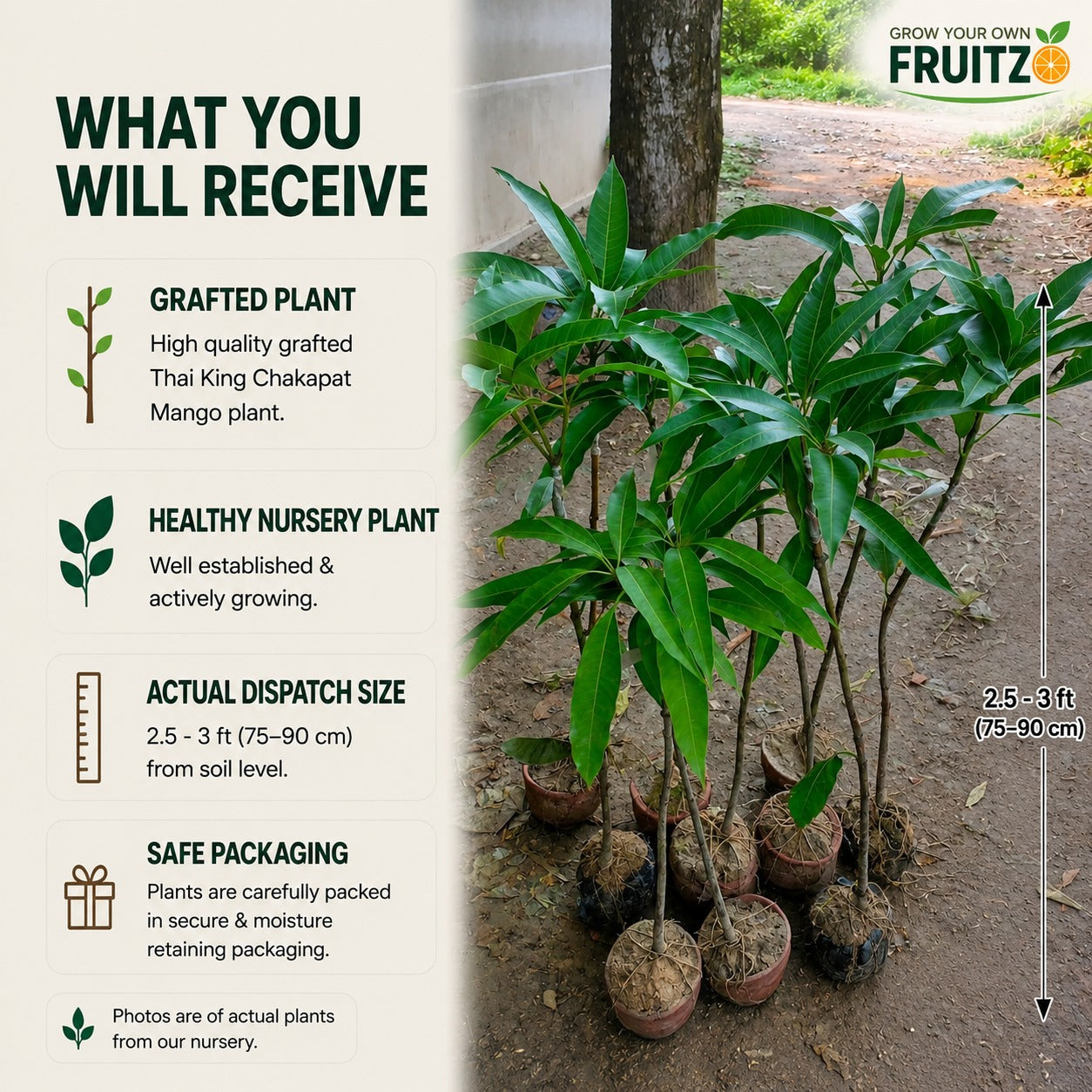 Thai King Chakapat Grafted  mango plant For Home & Terrace Gardening