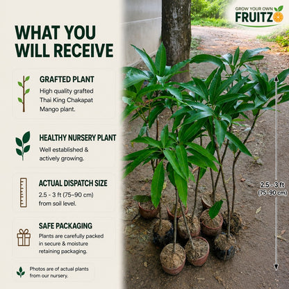 Thai King Chakapat Grafted  mango plant For Home & Terrace Gardening