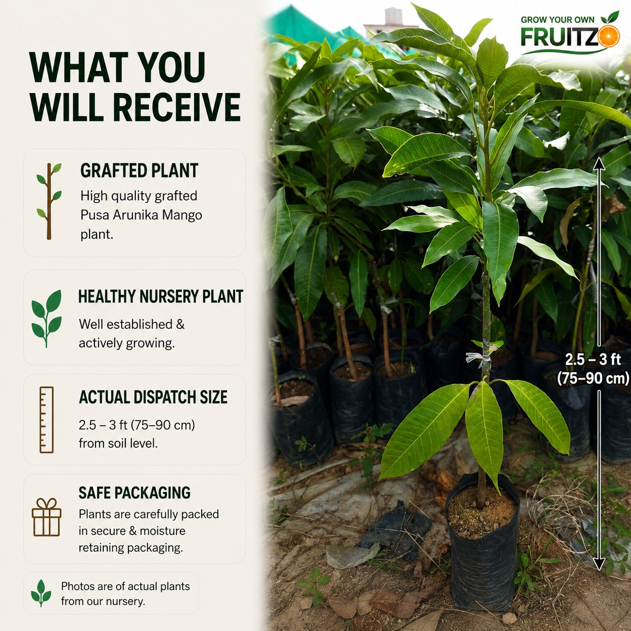 Pusa Arunika Grafted Mango Plant For Home & Terrace Gardening