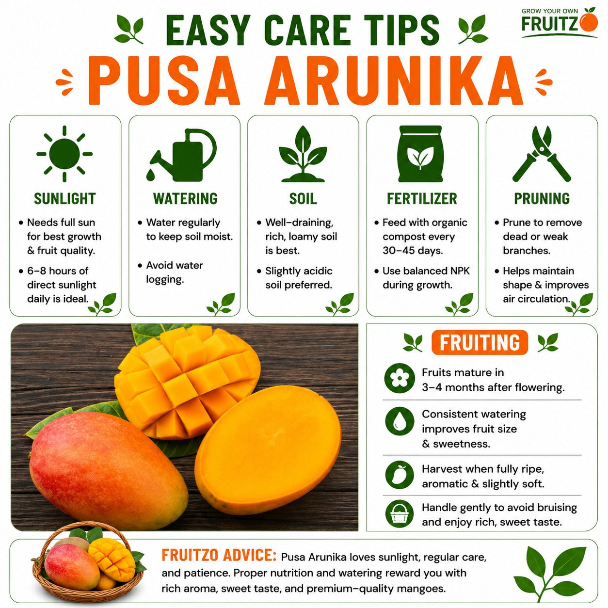 Pusa Arunika Grafted Mango Plant For Home & Terrace Gardening