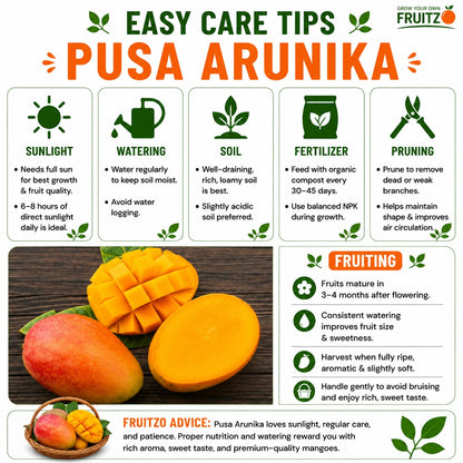 Pusa Arunika Grafted Mango Plant For Home & Terrace Gardening