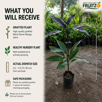 Black Stone Mango Grafted plant For Home & Terrace Gardening