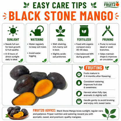 Black Stone Mango Grafted plant For Home & Terrace Gardening