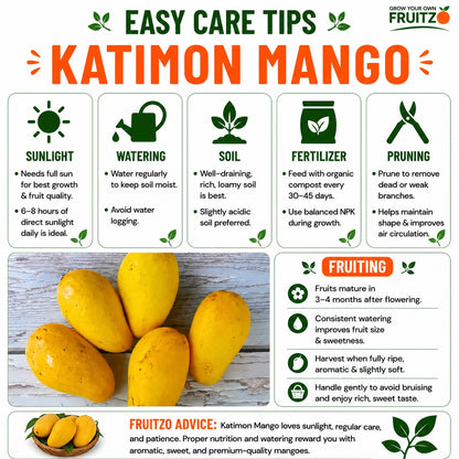Thai Katimon All Time Mango – Perfect Grafted Plant ForHome & Terrace Gardening