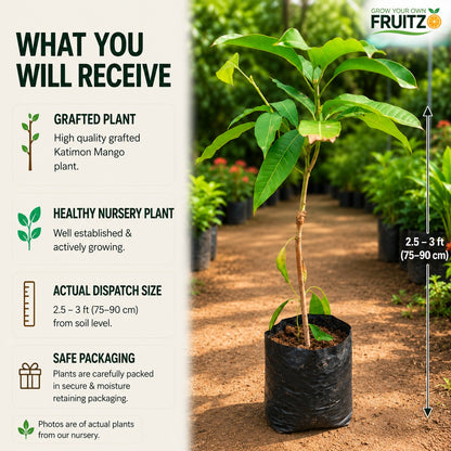 Thai Katimon All Time Mango – Perfect Grafted Plant ForHome & Terrace Gardening