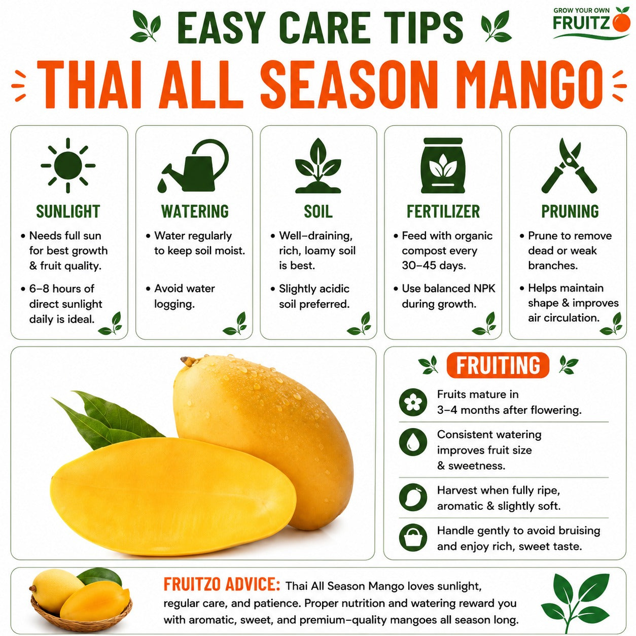 Thai All Season Grafted Mango Plant 1.5 - 2 Feet